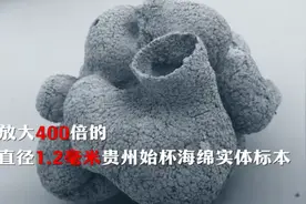 贵州发现6亿岁“海绵宝宝”！系目前全球唯一孤品图片