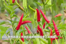 贵州余庆：火红的辣椒火红的日子视频封面