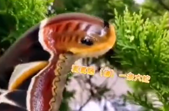 云南惊现蛇纹巨型飞蛾，展翅25厘米，两翼犹如两条大蛇，网友：我惊呆了
