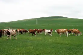 内蒙古牛肉产量跃居中国首位图片