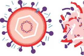 合成肽的模拟物有望带来对抗COVID-19和疱疹的药物图片