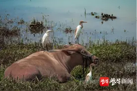 我叫牛背鹭，喜欢站在牛背上图片