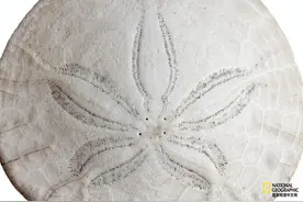 美国西北部漂来很多沙币图片
