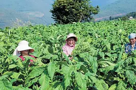 玉溪：打造“云烟”升级版图片