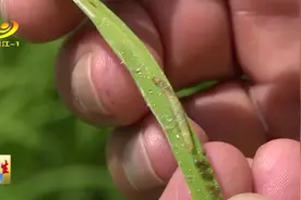阳江晚造田普遍出现第五代稻纵卷叶螟虫图片