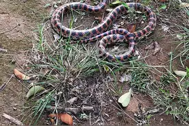 幼儿园发现一条赤链蛇！鉴定无毒、已放归大自然图片