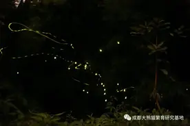 成都建了一个萤火虫研究基地，“熊猫谷秘境萤光寻梦研学之旅”启动图片