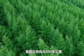 第1视点丨总书记牵挂的塞罕坝 这种精神代代相传图片