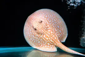 外表很魔鬼，身价很昂贵！探营里水魟鱼养殖场，新奇趣怪！图片