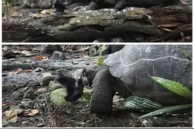 研究者拍到乌龟捕食小鸟视频，慢如龟也能当“猎手”图片