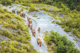 北移象群回归记图片