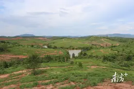 5年内种植面积达20万亩！灯塔盆地美林油茶项目将打造综合性油茶产业园图片