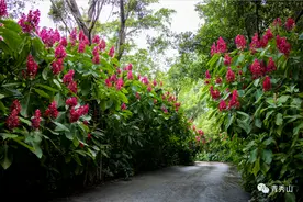 离离暑云散，袅袅凉风起，青秀山赤苞花正艳图片