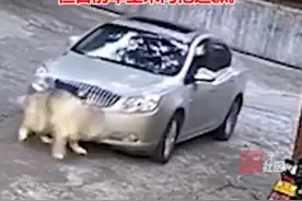 郴州一车主碾死未栓绳宠物狗，网友分两派吵翻了图片