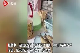 菲律宾一猫咪趴桌子上假装睡觉 伺机偷炸鱼图片