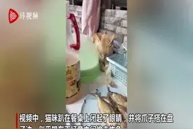菲律宾一猫咪趴桌子上假装睡觉 伺机偷炸鱼图片