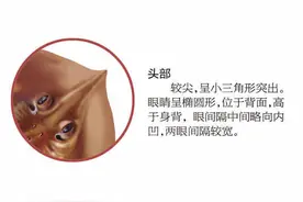 「烟台海洋资源图解」老板鱼：香脆可口人人爱图片