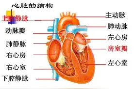 心脏有危险前的5个信号 出现一个就该去医院检查了图片