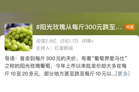 从每斤300块跌到每斤不足15块，曾被称作葡萄中的爱马仕，如今光环不再？图片