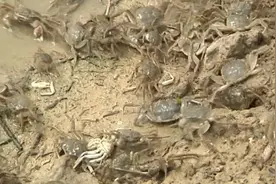 山东农民在盐碱地里养出肥美大闸蟹