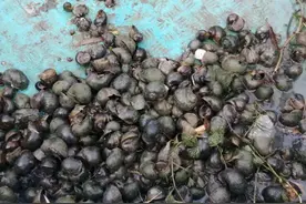 福寿螺大量产卵引民忧 相关部门连续奋战抓紧清除图片