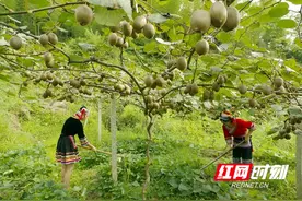 新宁县黄金乡：猕猴桃产业结出了致富“黄金果”图片