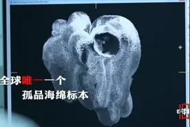 5亿年前的化石！6亿岁“海绵宝宝”！贵州的“宝贝”藏不住了图片