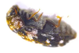 多地海关截获活体昆虫，含墨西哥斑皮蠹、非洲大黑艳锹甲等图片
