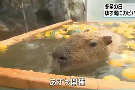 动物“交际花”也发飙！阿根廷首都为何遭大量水豚入侵？专家解谜……图片