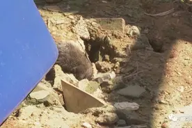 危险！柳州一小区有老鼠疯狂打洞，地面都被挖塌陷了图片