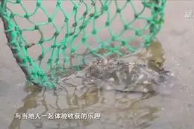 山东荣成：赶海寻“鲜” 乐在其中视频封面