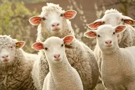 连骗子的羊毛都薅，这届年轻人为了省钱有多狠图片