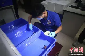 国家一级保护动物蠵龟在青岛首次人工孵化成功图片