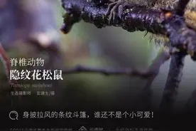 「云南生物多样性数字化百科图谱」脊椎动物•隐纹花松鼠：身披拉风的条纹斗篷，谁还不是个小可爱图片