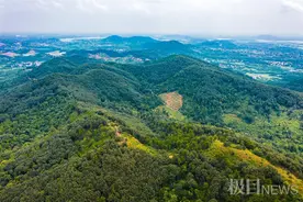 武汉两处荒地变身首批碳中和林，精选固碳能力强的阔叶树，多管齐下实现“零排放”图片