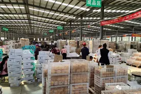 会理石榴遇“悲情营销”调查：主播谎称滞销卖惨带货，承认博同情 官方介入多号被封图片