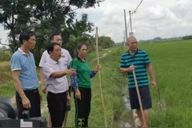 湛江廉江：爱心人士复垦大片丢荒地，种植水稻蔬菜送给敬老院图片