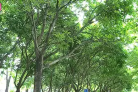 大树“瘦瘦身”，城市更安全图片