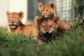 萌狮怒吼！土耳其动物园狮子幼崽集体出动图片