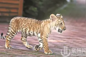 小狮虎兽出笼 萌气十足图片