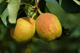 库尔勒香梨为什么好吃？这些条件必不可少图片