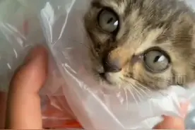 猫咪被消防员说教到犯困：你不要睡觉，你现在是事业编图片