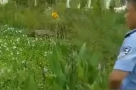 民警跳水救老人因穿红裤衩走红 网友：红的可爱图片