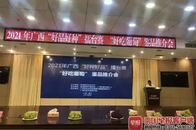 80元一斤，好吃到出圈！广西评出16款金奖葡萄图片