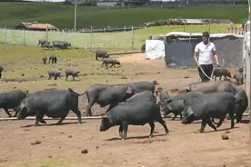 村里的年轻人③大学生返乡当“猪倌”！藏香猪“拱”出致富路图片