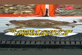 梭子蟹越大越好？老吃客40年“买菜经”告诉你：“小娘蟹”才是性价比之王！| 晨吃客图片