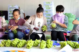 每斤从300元跌到10元，葡萄也“内卷”了？| 睡前聊一会儿图片