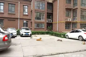 吓人！小区内流浪狗成群出没 附近居民忧心忡忡图片