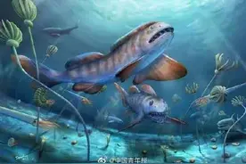 我国首次发现2.9亿年前巨鲨化石图片
