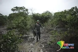 巴西男子泥地捕蟹 匍匐前行浑身泥泞图片
